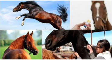 Povinné očkovací schéma pro koně a možné komplikace